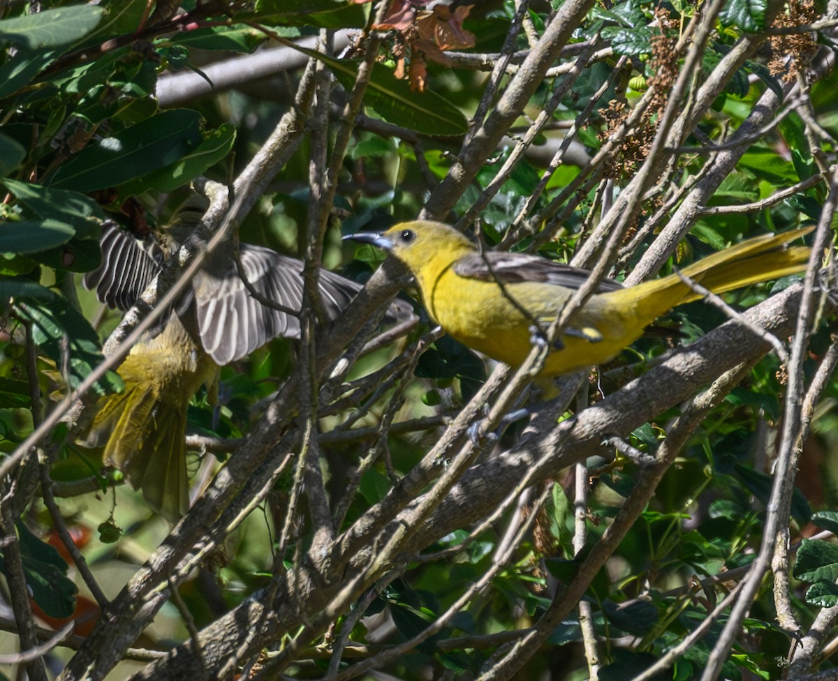 Oriole masqué - ML620365315