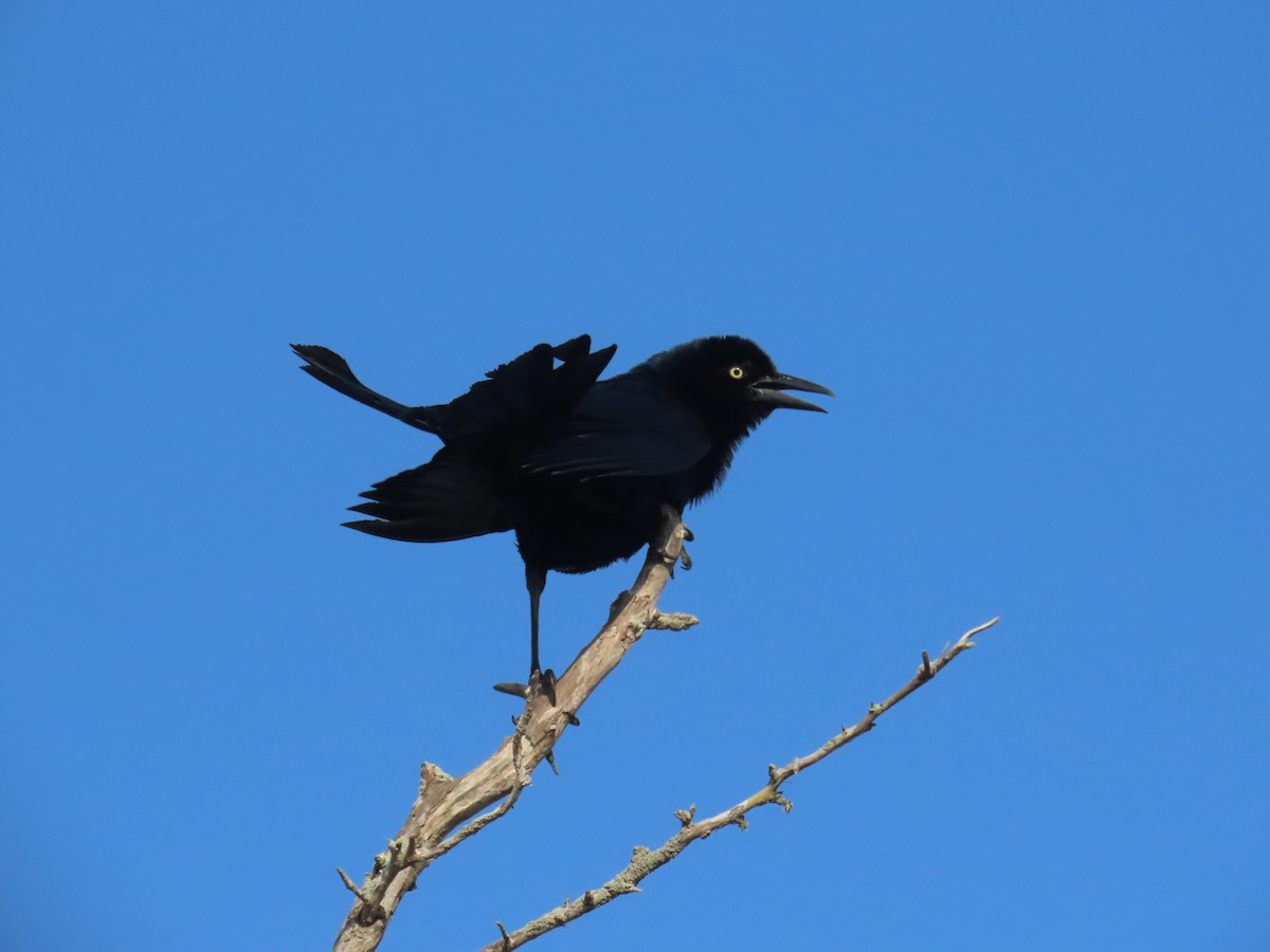 Boat-tailed Grackle - ML620365327