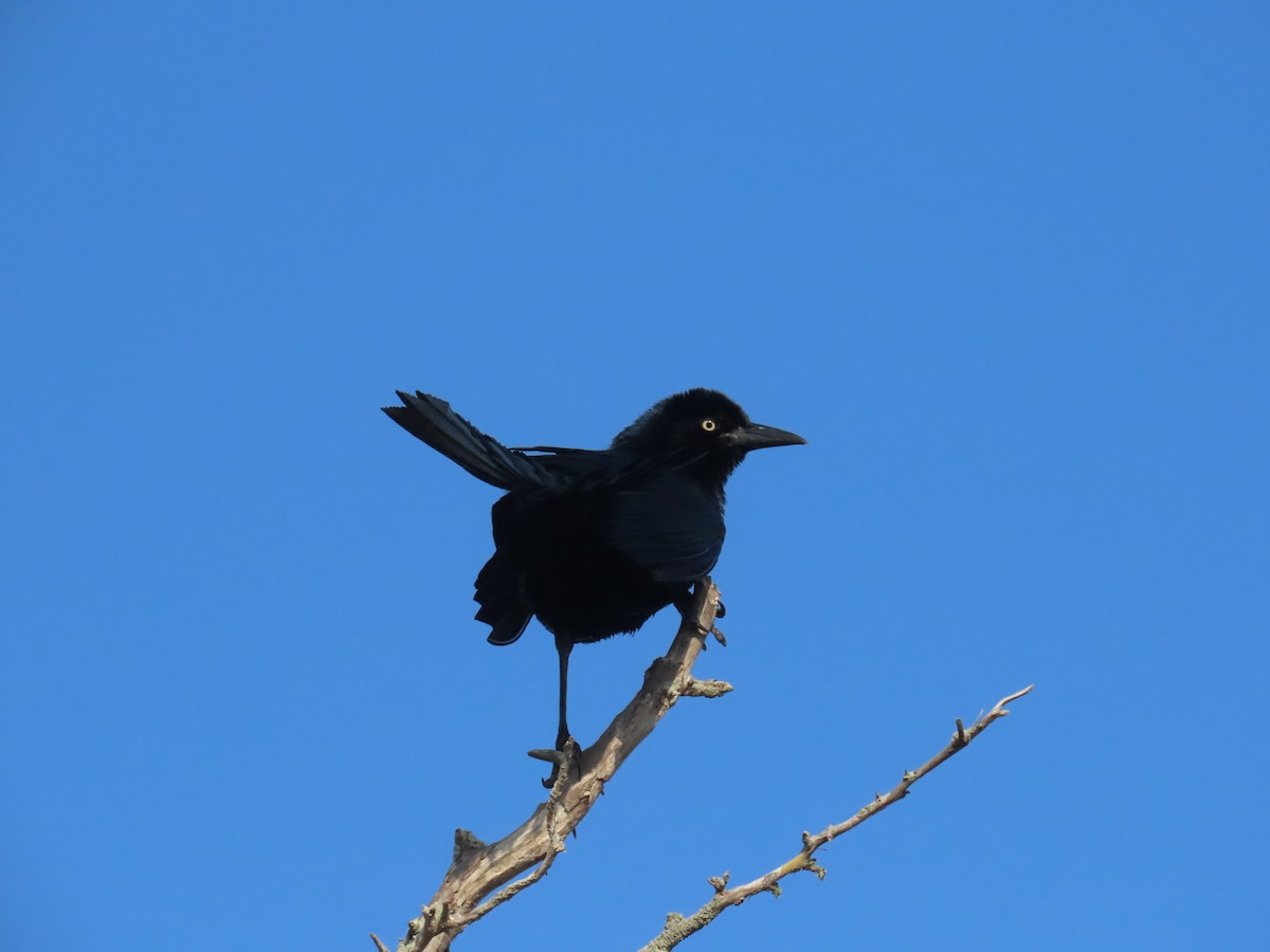 Boat-tailed Grackle - ML620365328