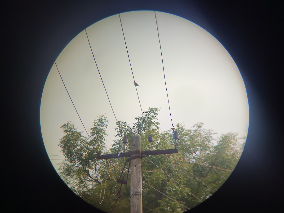 Common Tailorbird - ML620365336