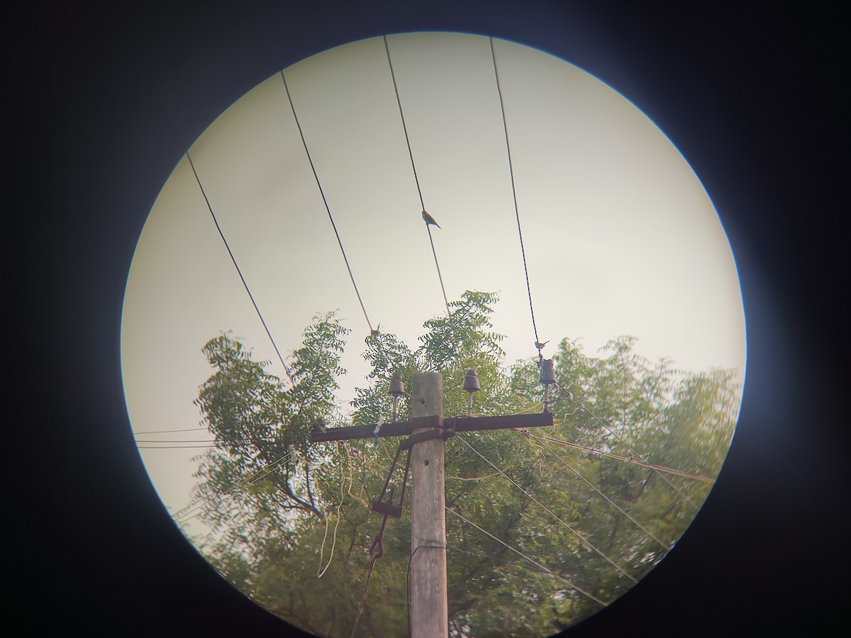 Common Tailorbird - ML620365338