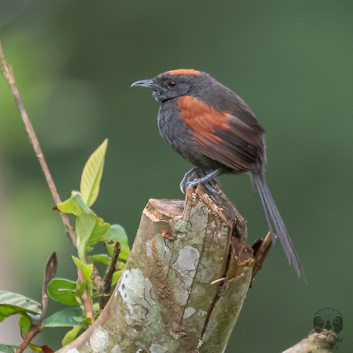 Slaty Spinetail - ML620365343