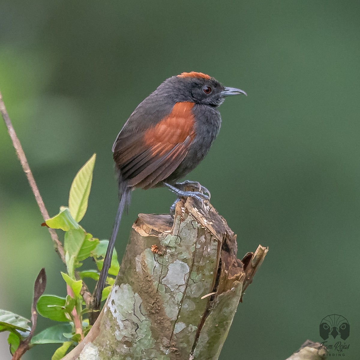 Slaty Spinetail - ML620365344