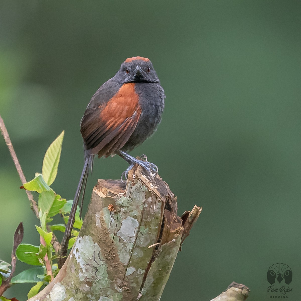 Slaty Spinetail - ML620365346