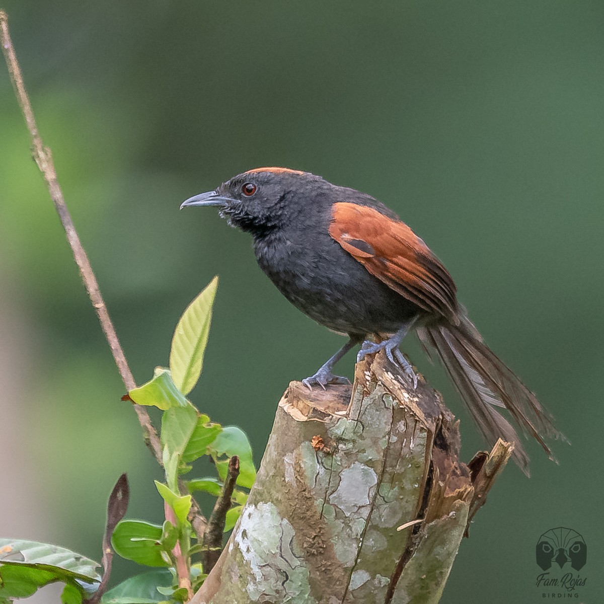 Slaty Spinetail - ML620365351