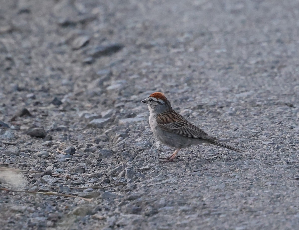 Chipping Sparrow - ML620365355