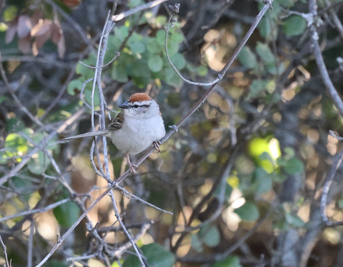 Chipping Sparrow - ML620365356