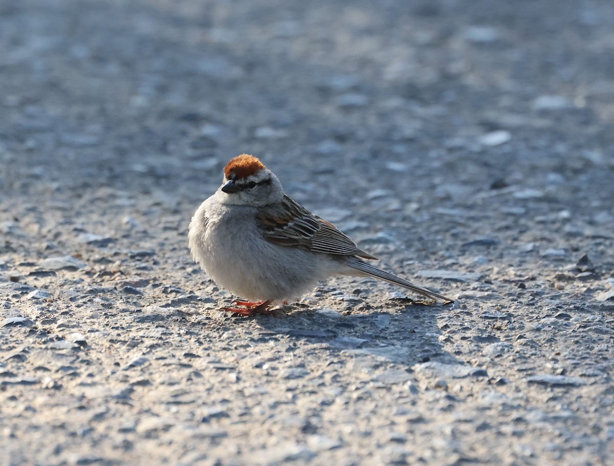 Chipping Sparrow - ML620365357
