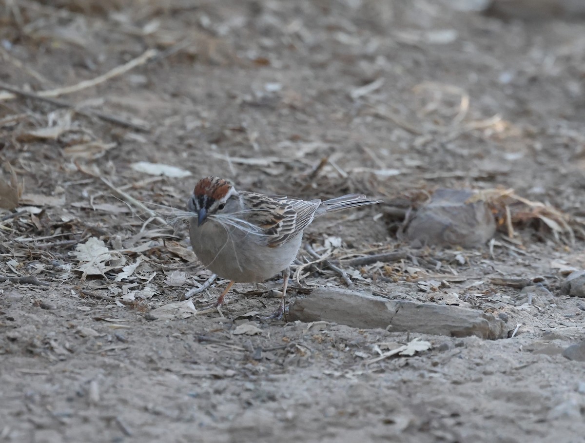 Chipping Sparrow - ML620365358