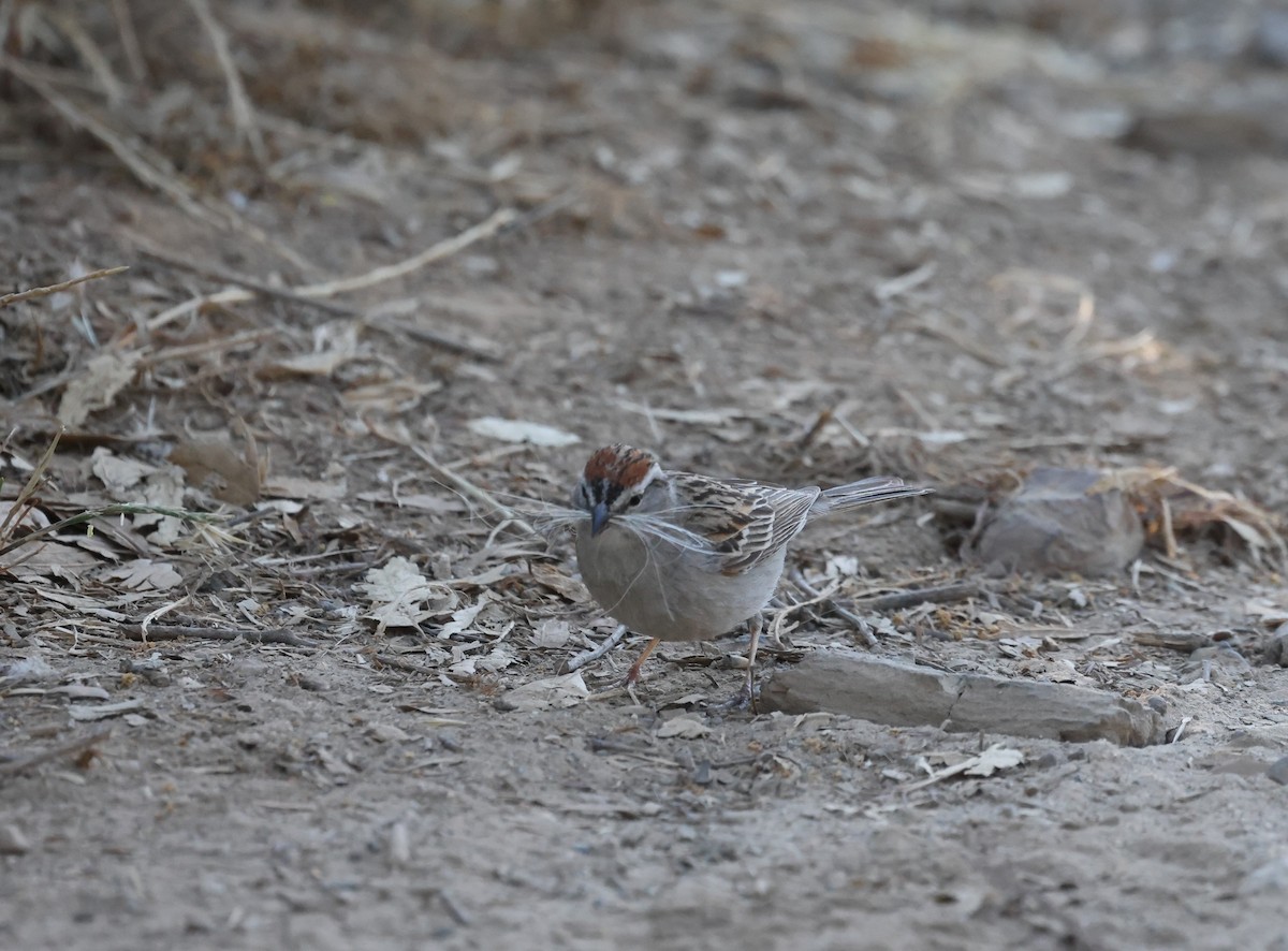 Chipping Sparrow - ML620365359