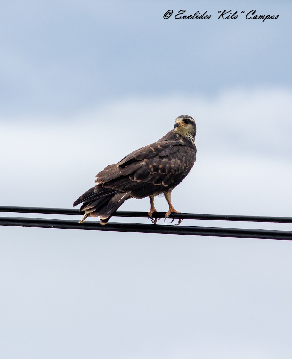 Snail Kite - ML620365380