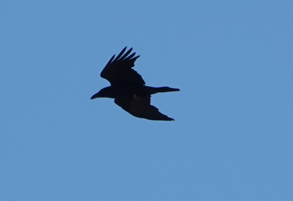 Common Raven - Donald Fraser