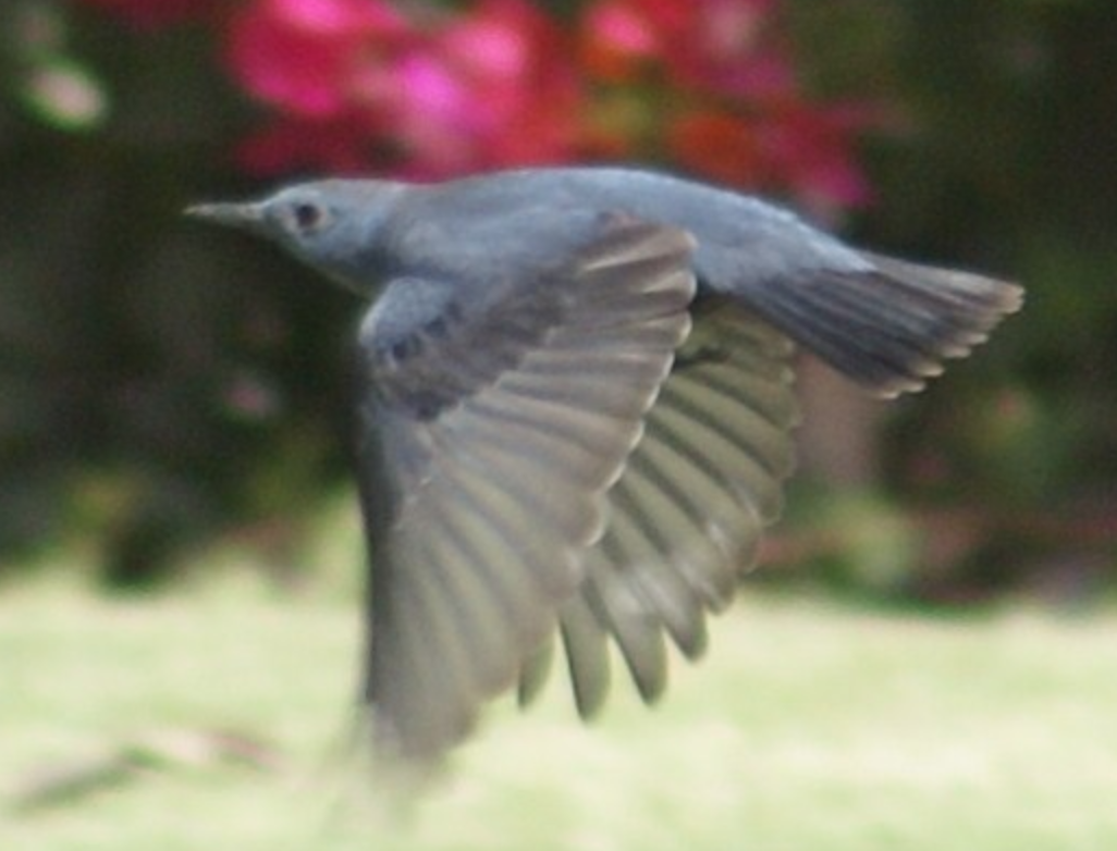 Blue Rock-Thrush - ML620365396