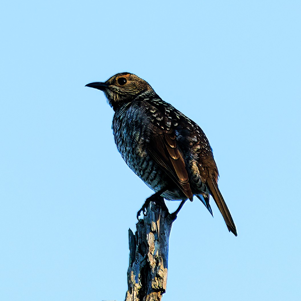 Regent Bowerbird - ML620365409