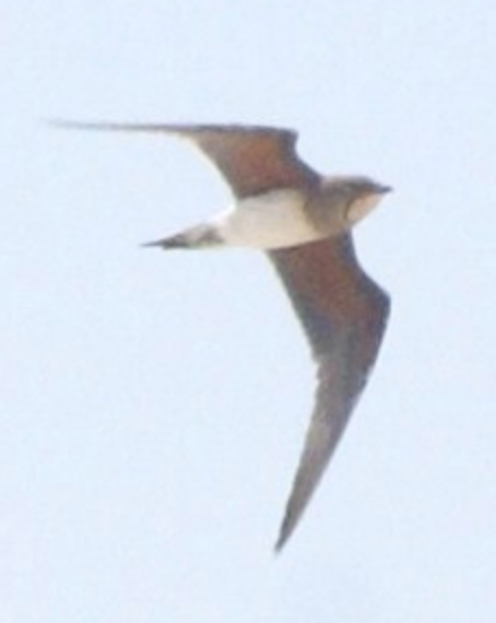 Collared Pratincole - ML620365412