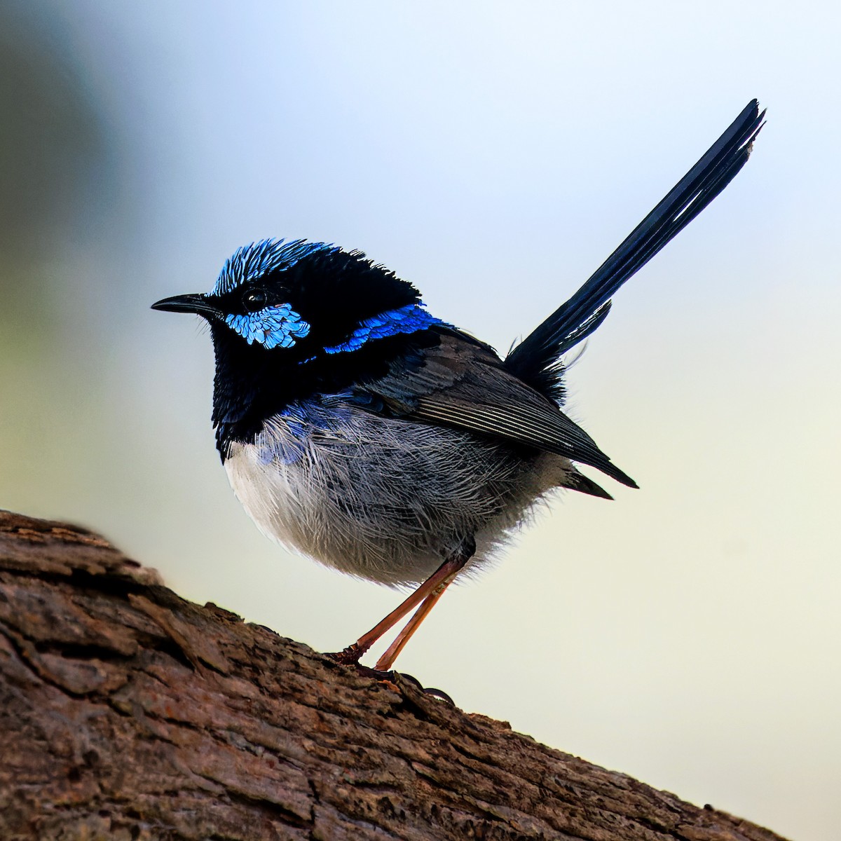 Superb Fairywren - ML620365414