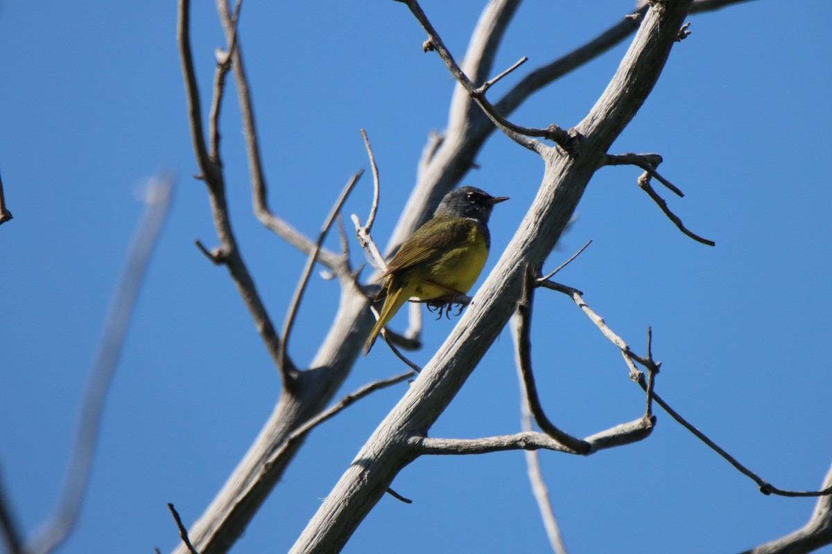 MacGillivray's Warbler - ML620365423