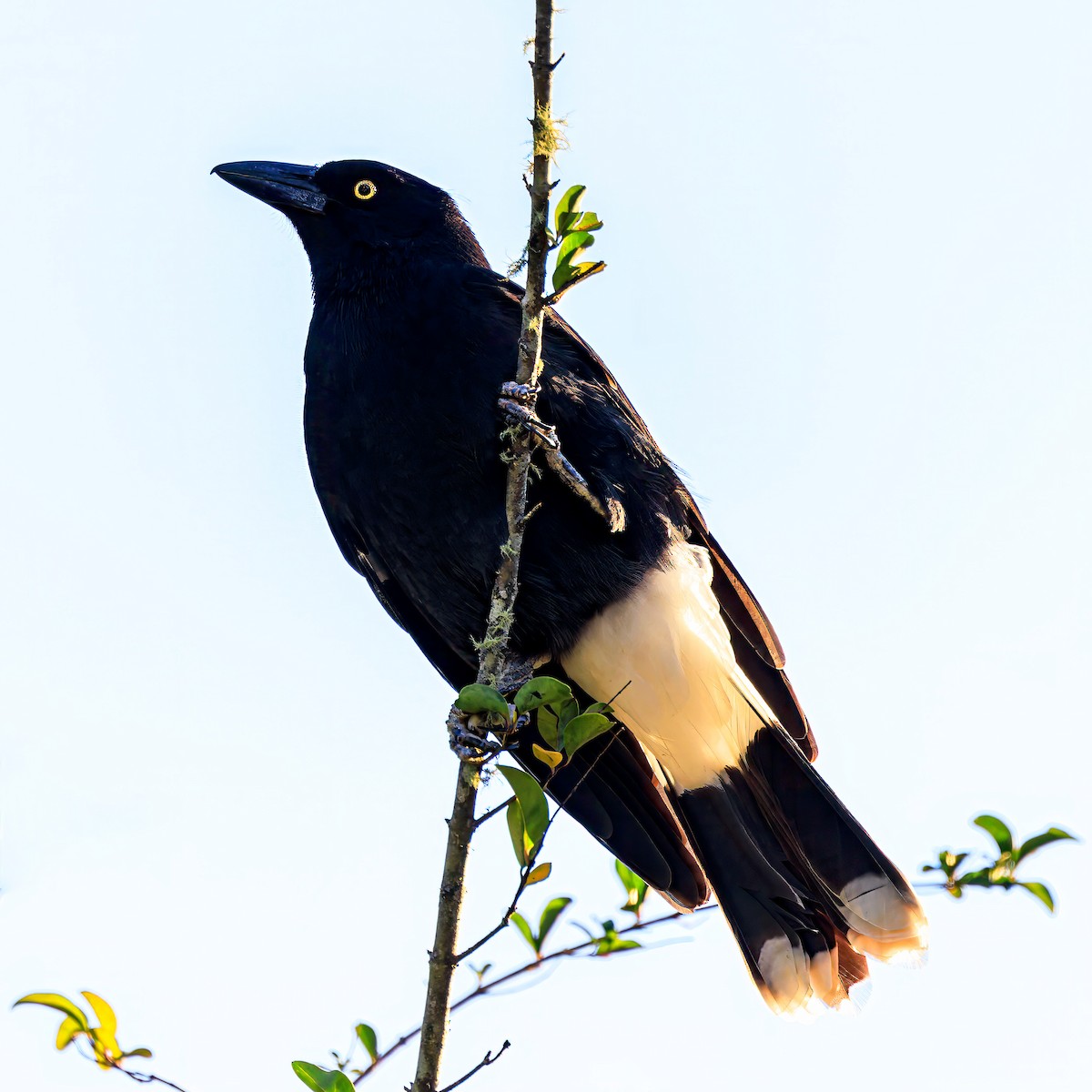 Pied Currawong - ML620365429