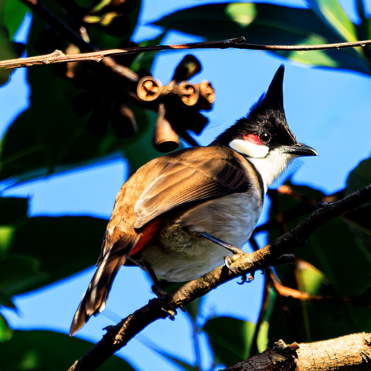 Red-whiskered Bulbul - ML620365433