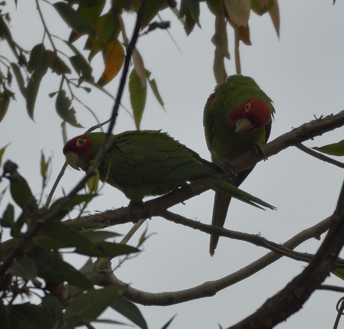 Guayaquil Papağanı - ML620365438