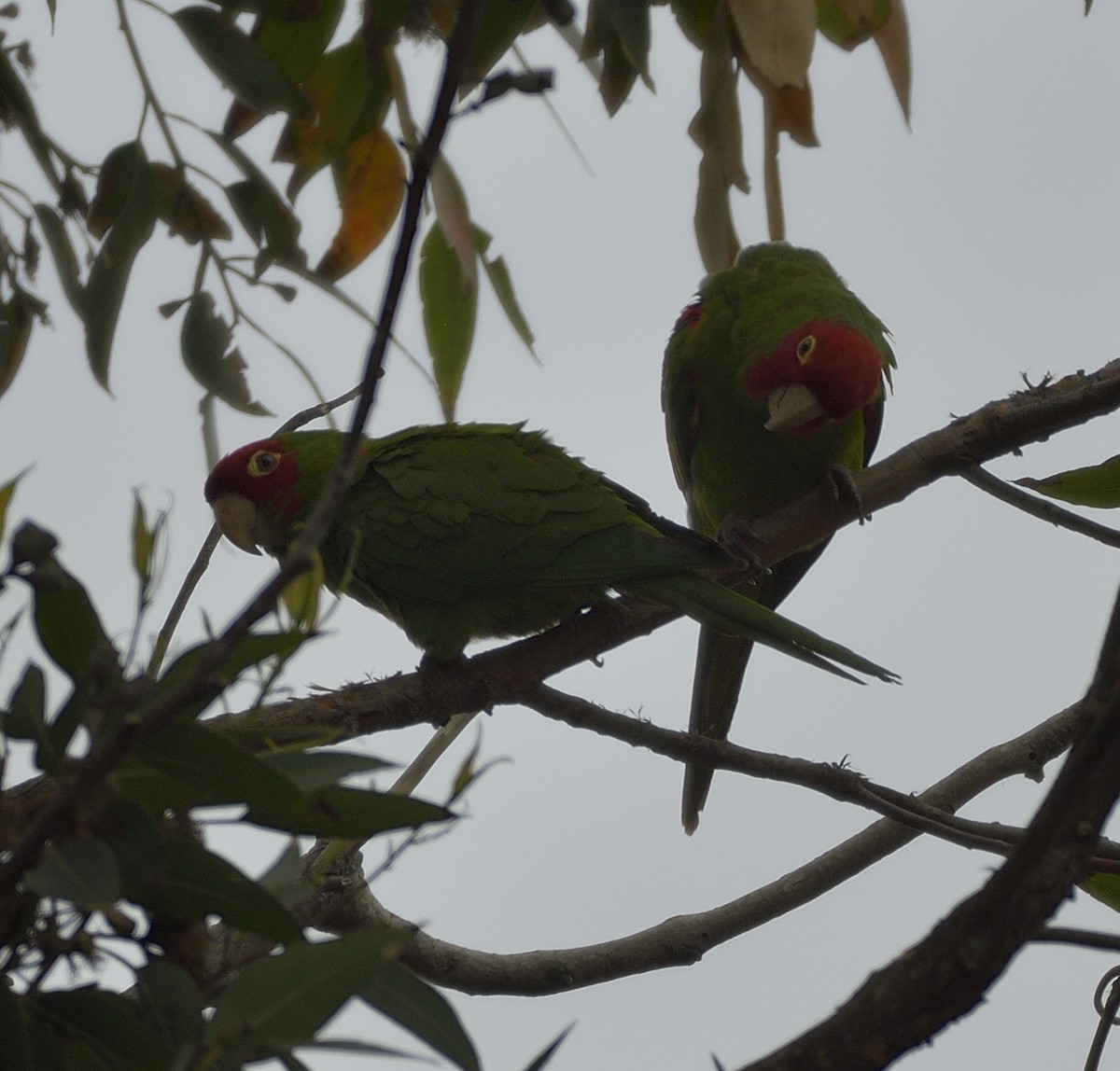 Red-masked Parakeet - ML620365438