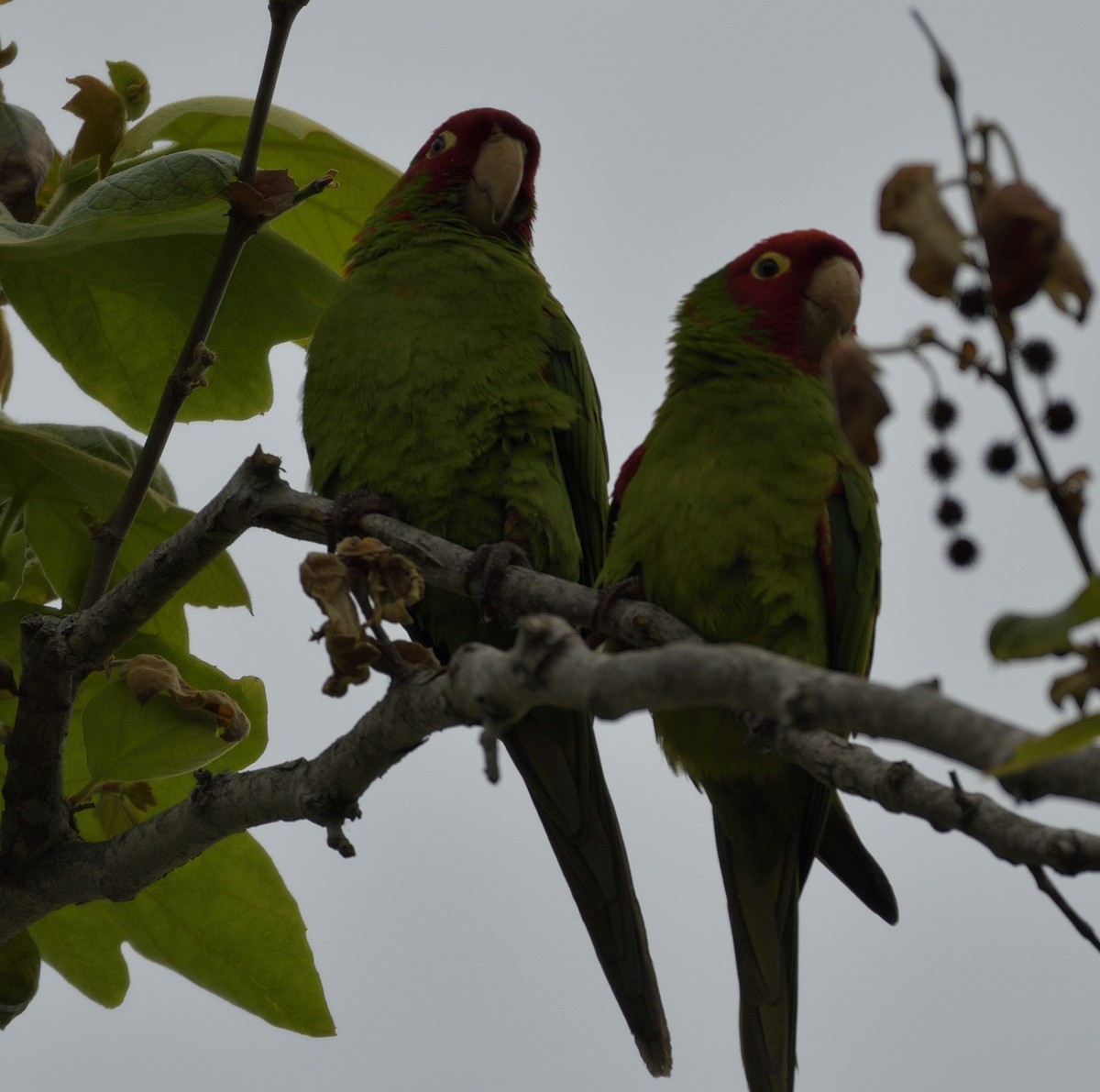 Guayaquil Papağanı - ML620365439