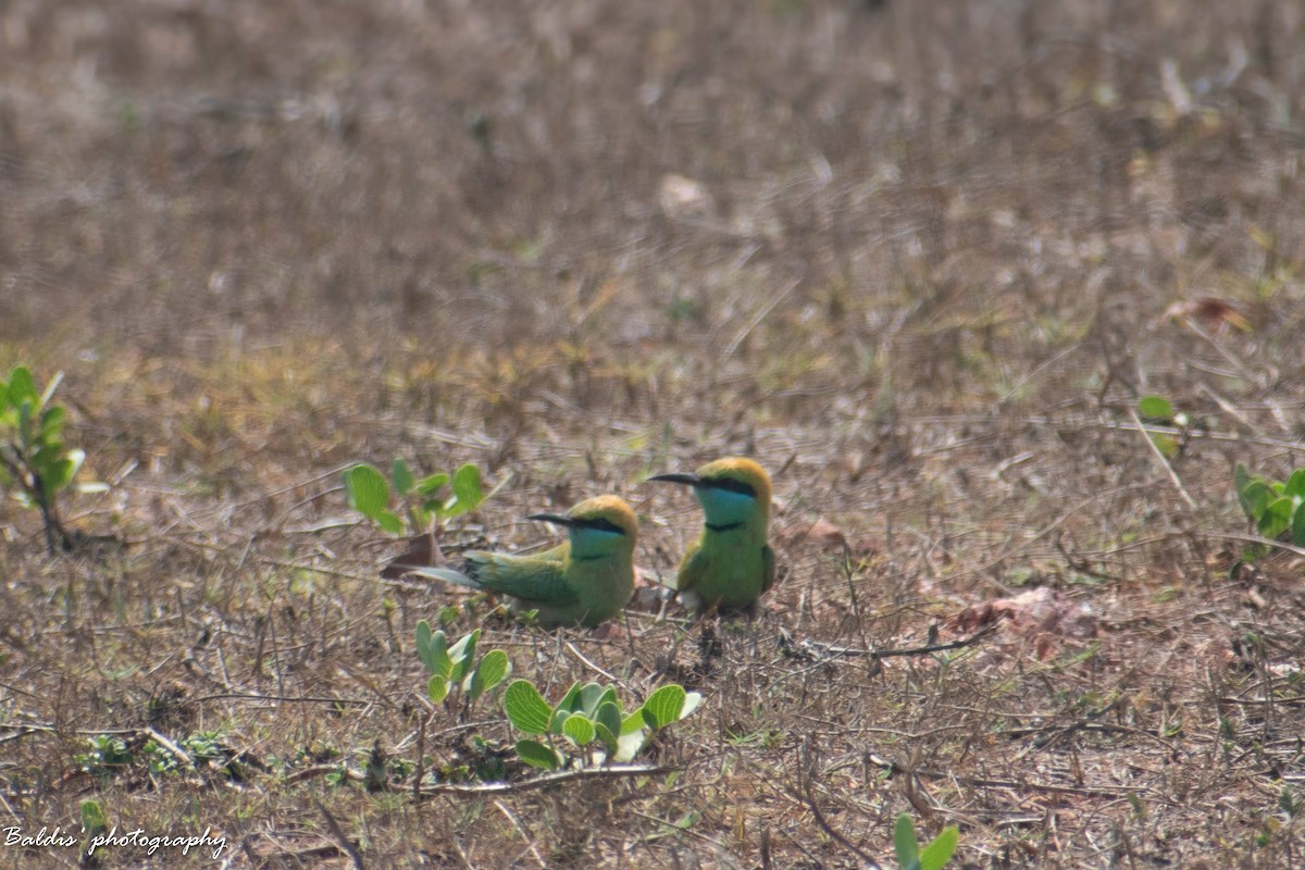 Asian Green Bee-eater - ML620365458