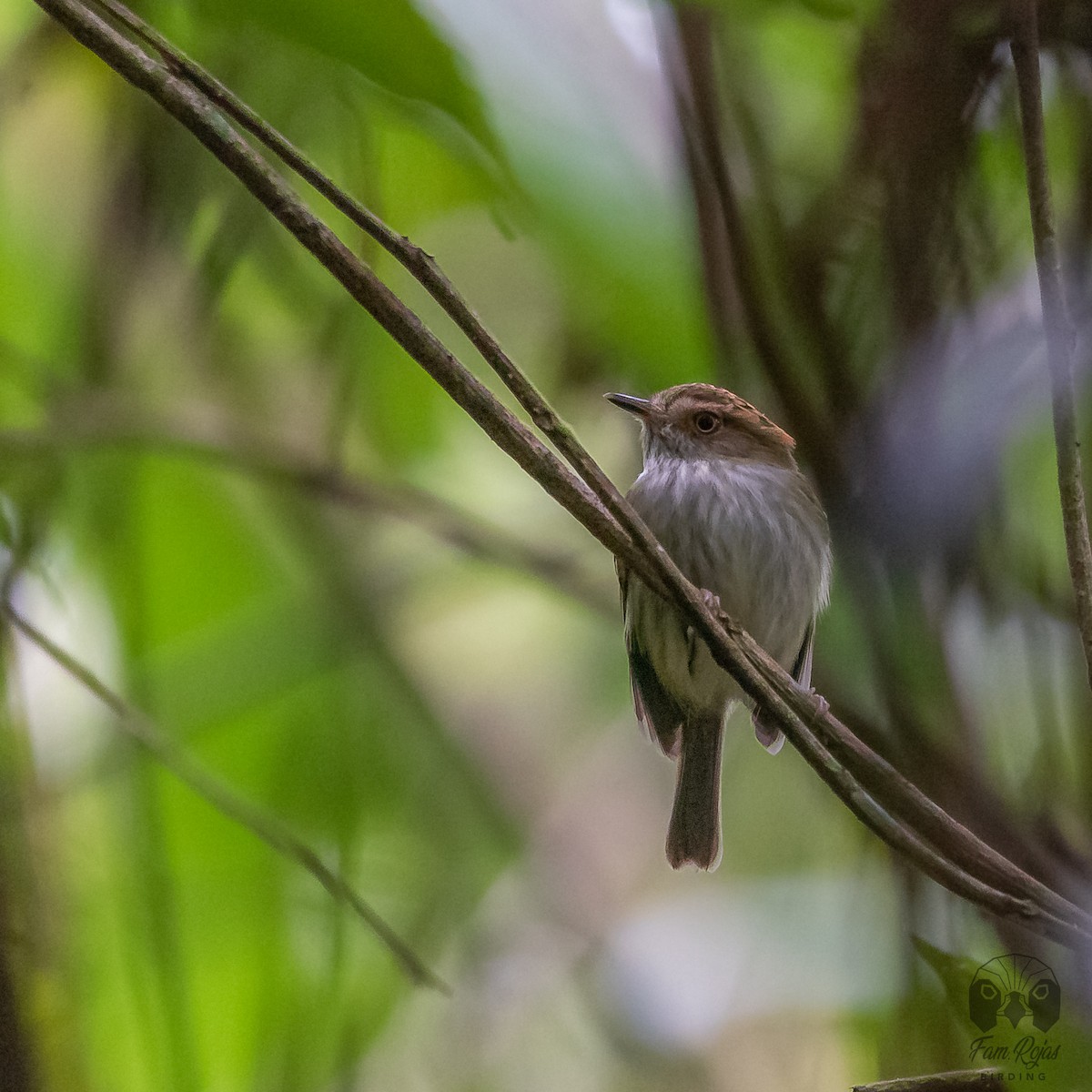 Scale-crested Pygmy-Tyrant - ML620365461