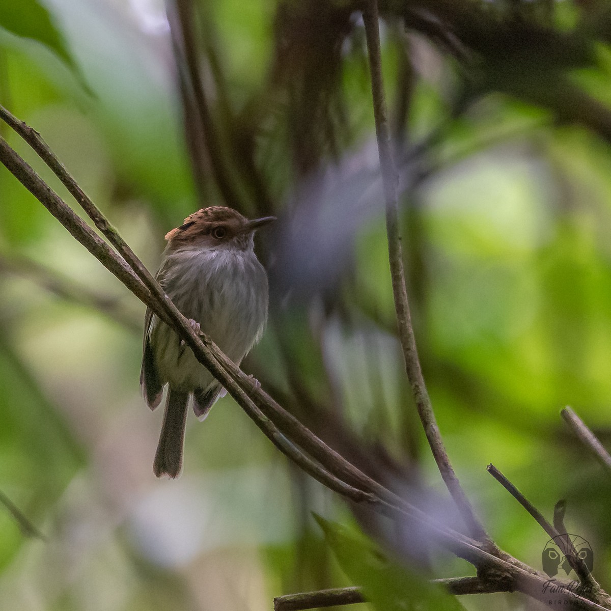 Scale-crested Pygmy-Tyrant - ML620365462