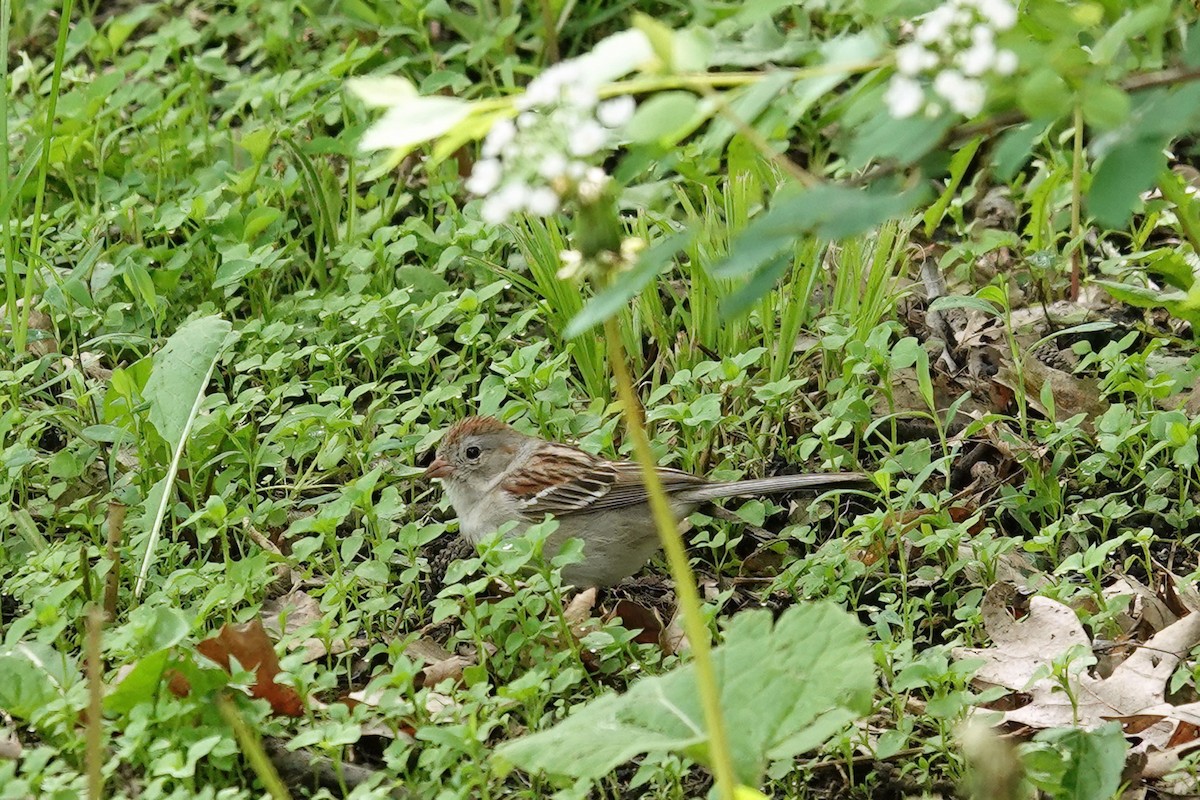 Field Sparrow - ML620365466