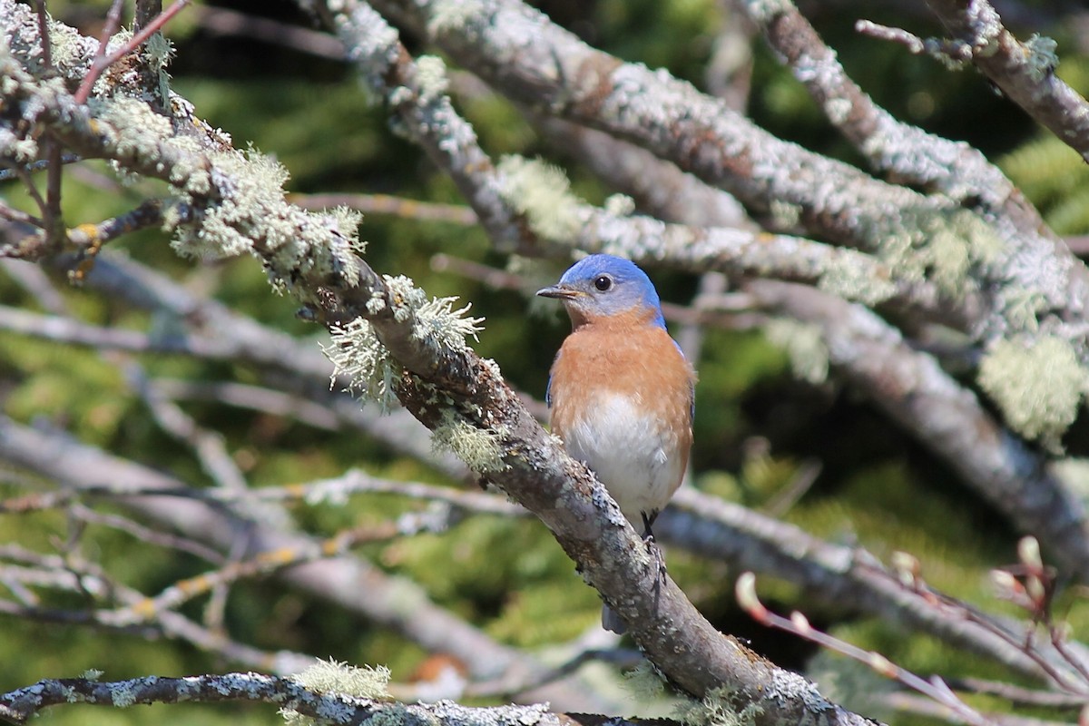 Eastern Bluebird - ML620365492