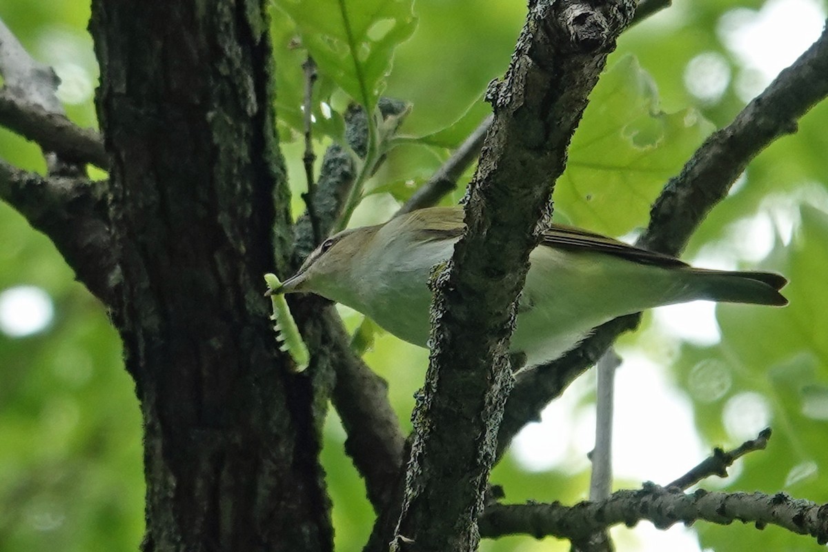 Tennessee Warbler - ML620365507