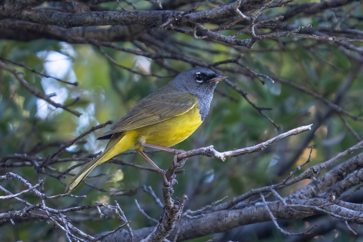 MacGillivray's Warbler - ML620365522