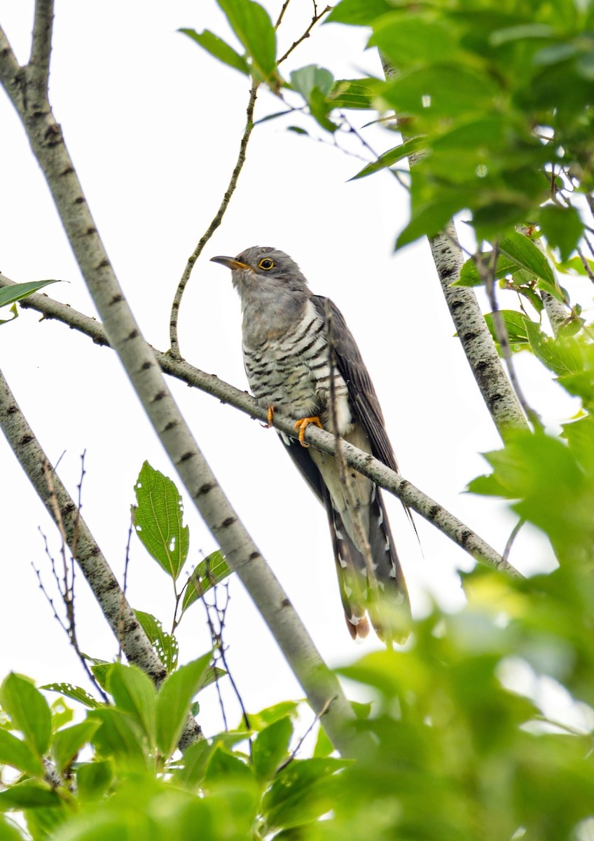 smågjøk - ML620365550