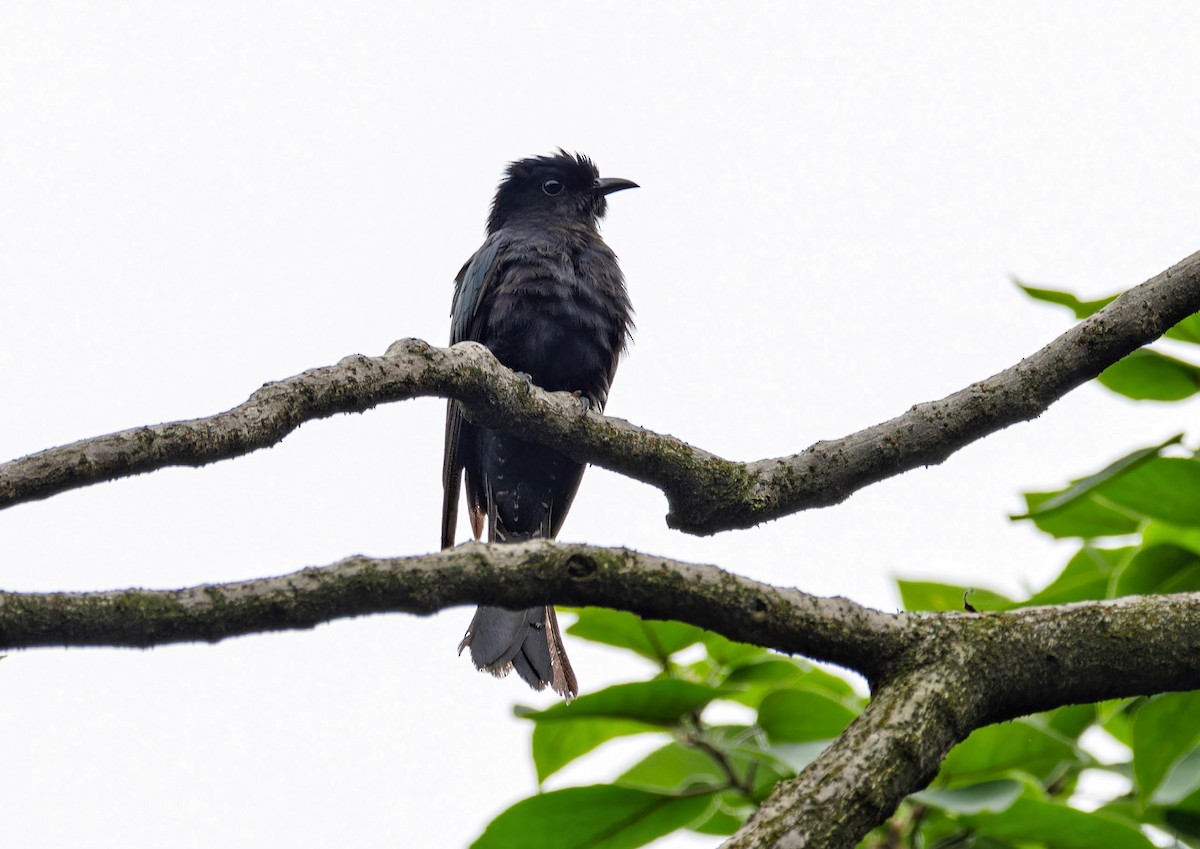 Square-tailed Drongo-Cuckoo - ML620365568
