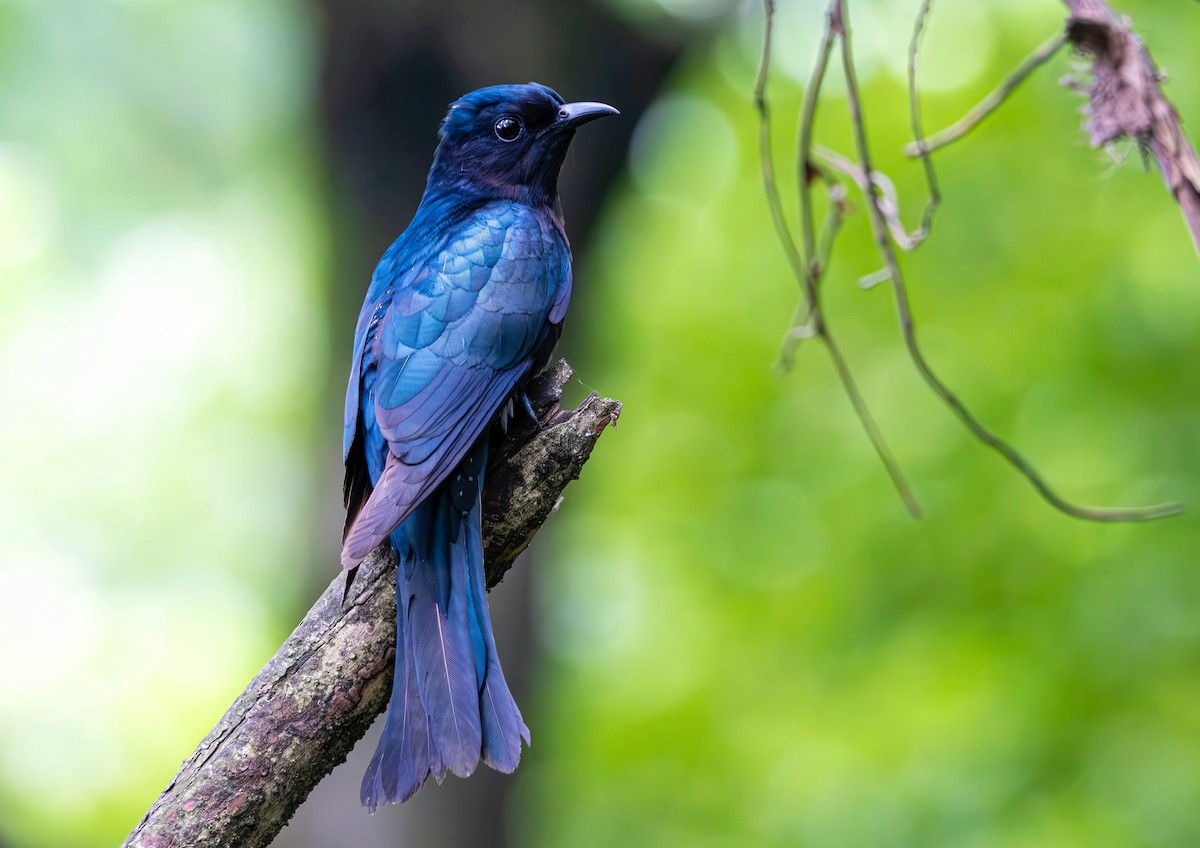 Square-tailed Drongo-Cuckoo - ML620365578