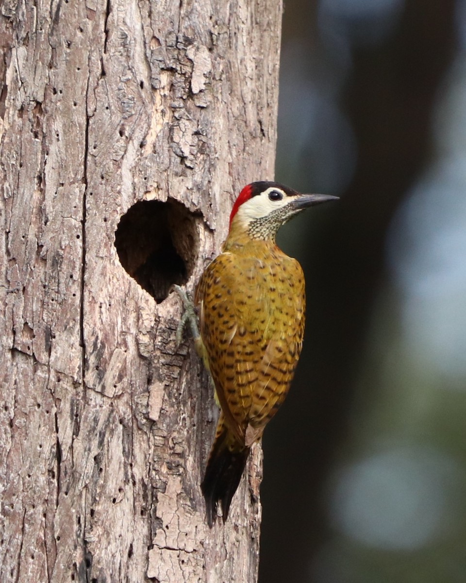 Spot-breasted Woodpecker - ML620365580