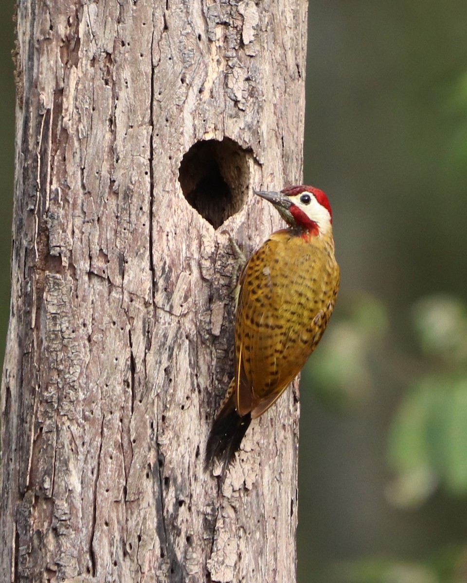 Spot-breasted Woodpecker - ML620365581