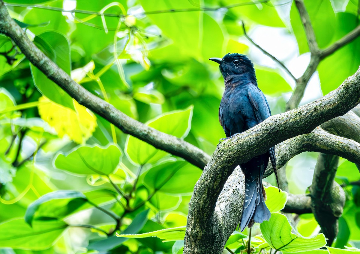 Square-tailed Drongo-Cuckoo - ML620365585