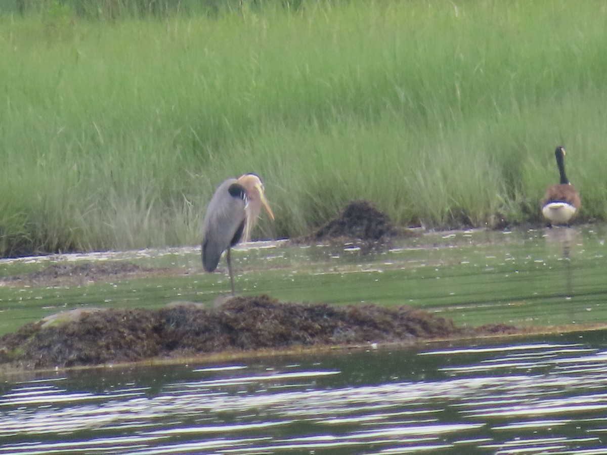 Great Blue Heron - ML620365597