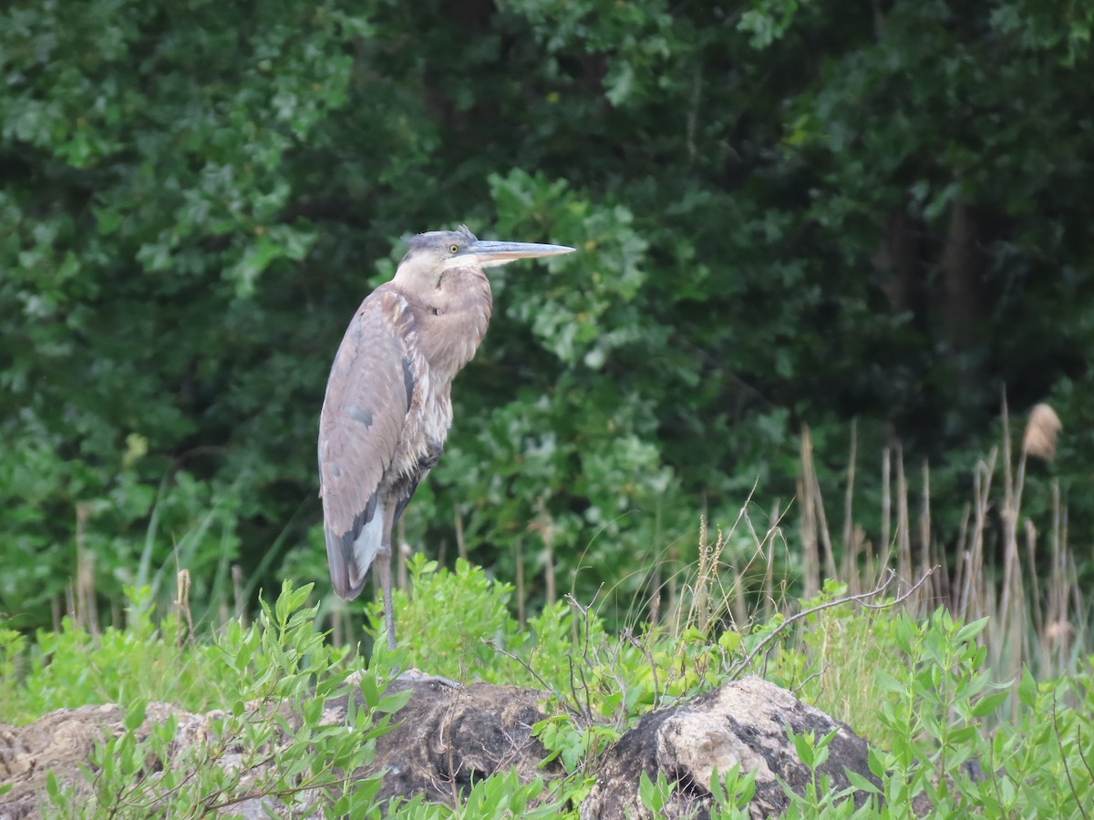 Great Blue Heron - ML620365598