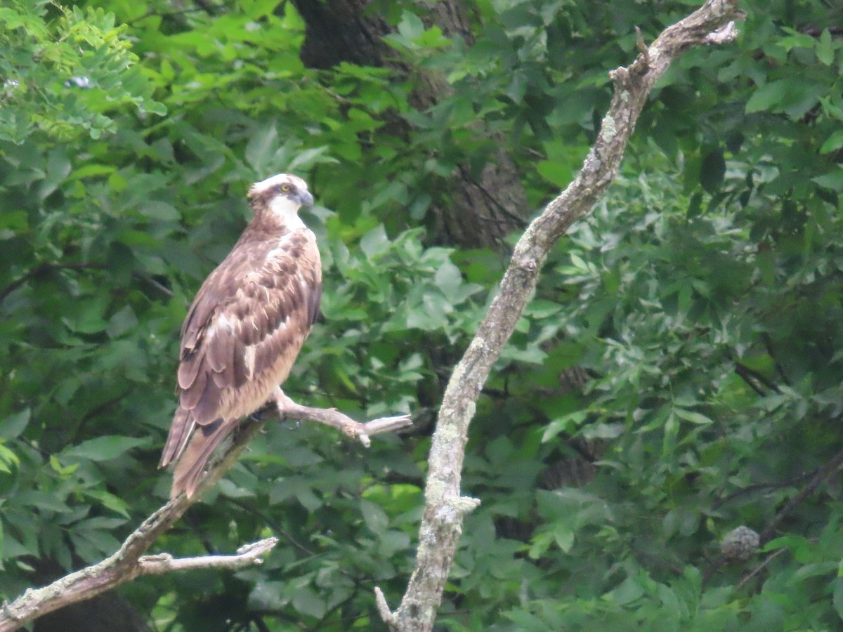 Osprey - Sandy Morrissey