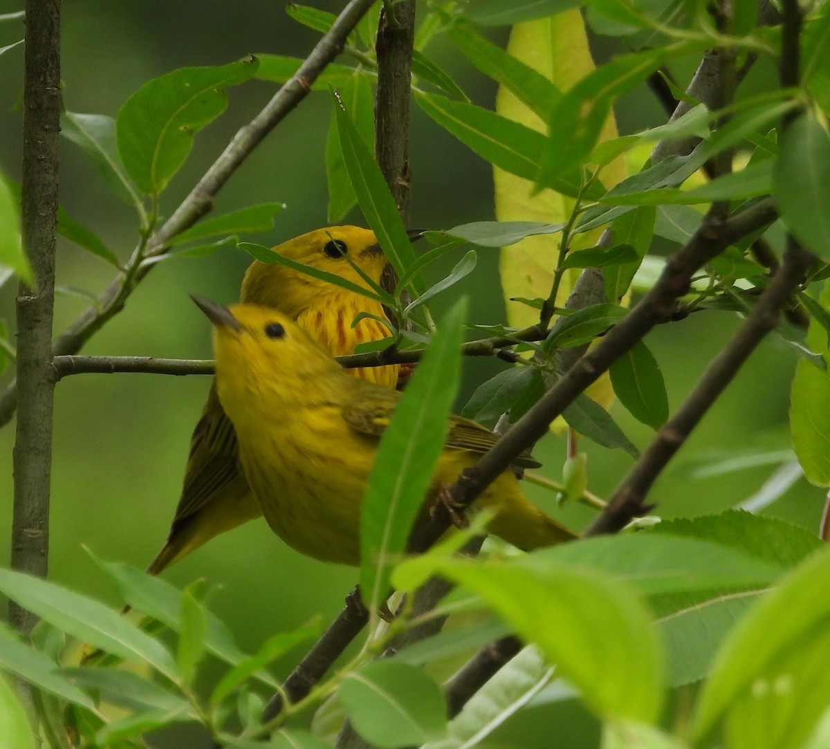 Yellow Warbler - ML620365621