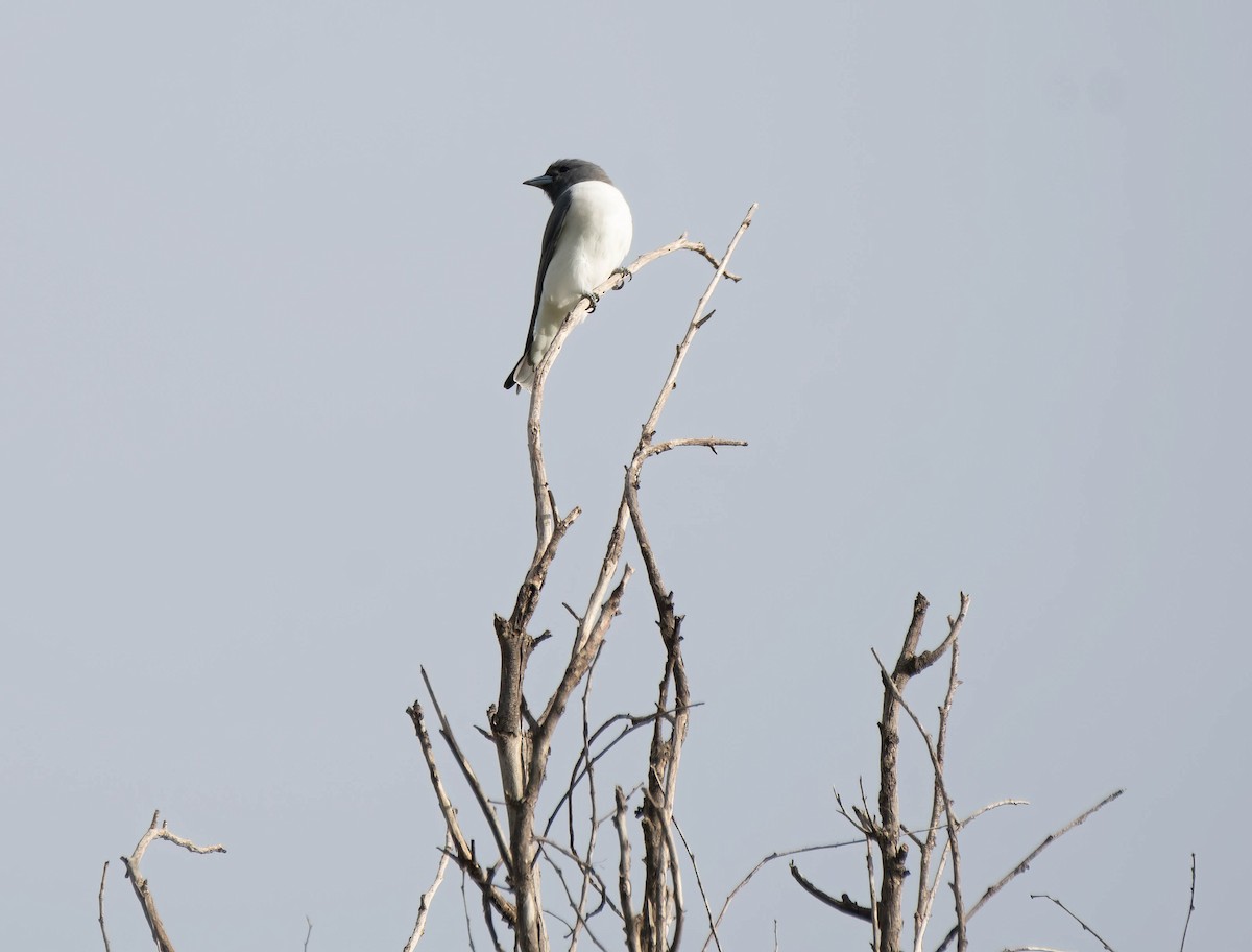 White-breasted Woodswallow - ML620365623