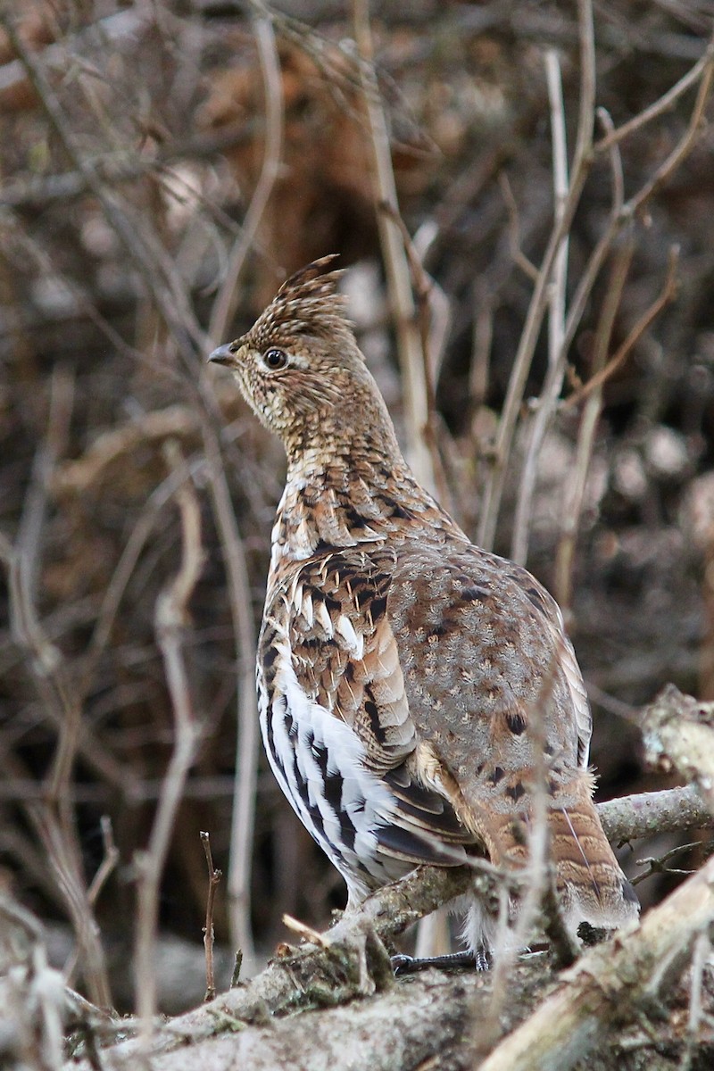 Ruffed Grouse - ML620365645