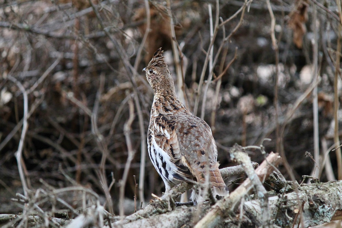 Ruffed Grouse - ML620365646