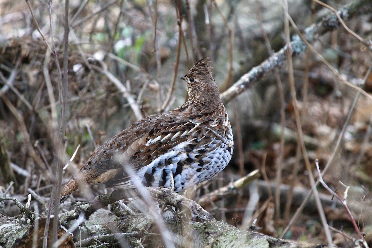 Ruffed Grouse - ML620365647