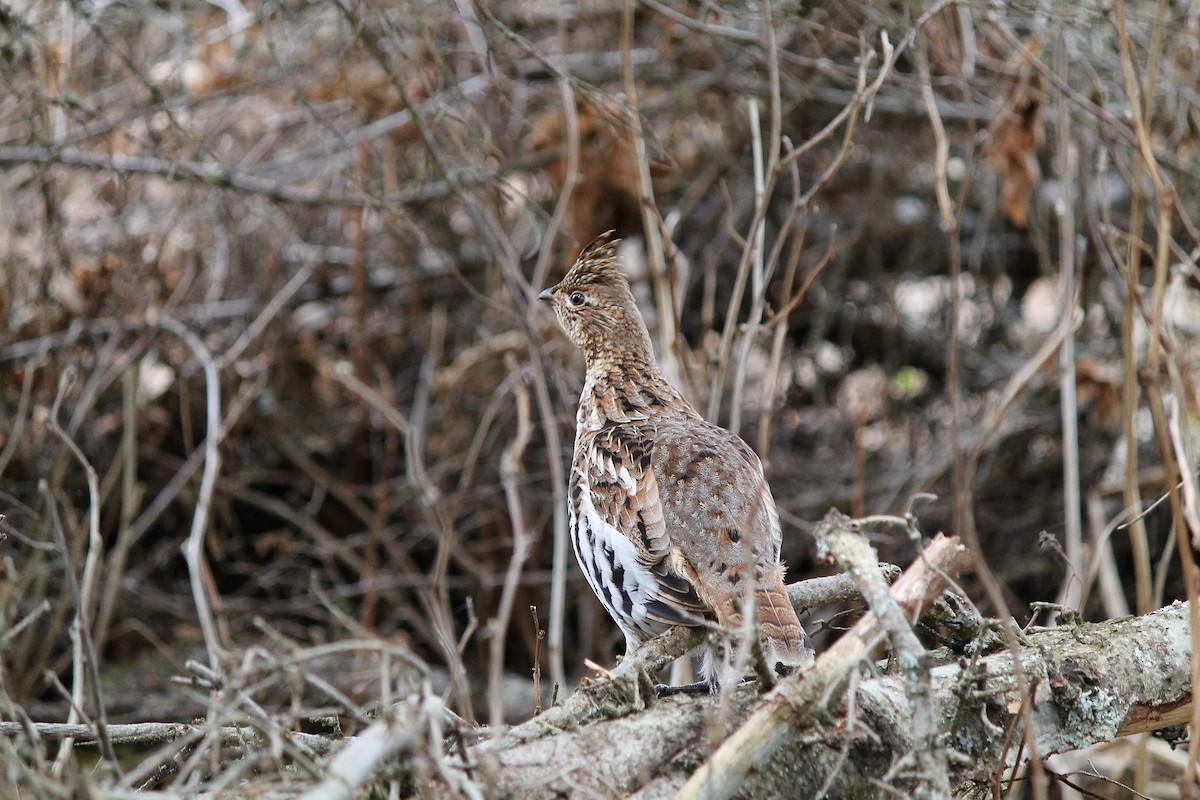 Ruffed Grouse - ML620365648