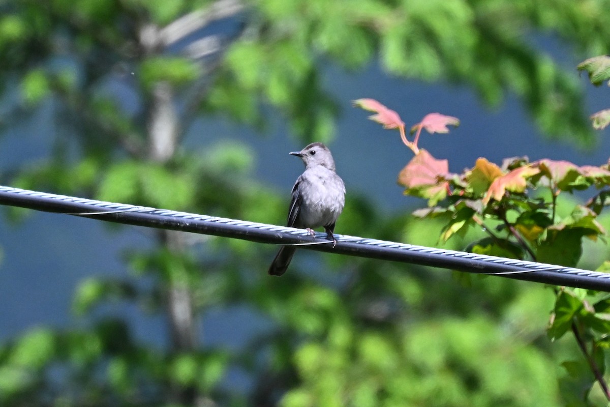 Gray Catbird - ML620365652