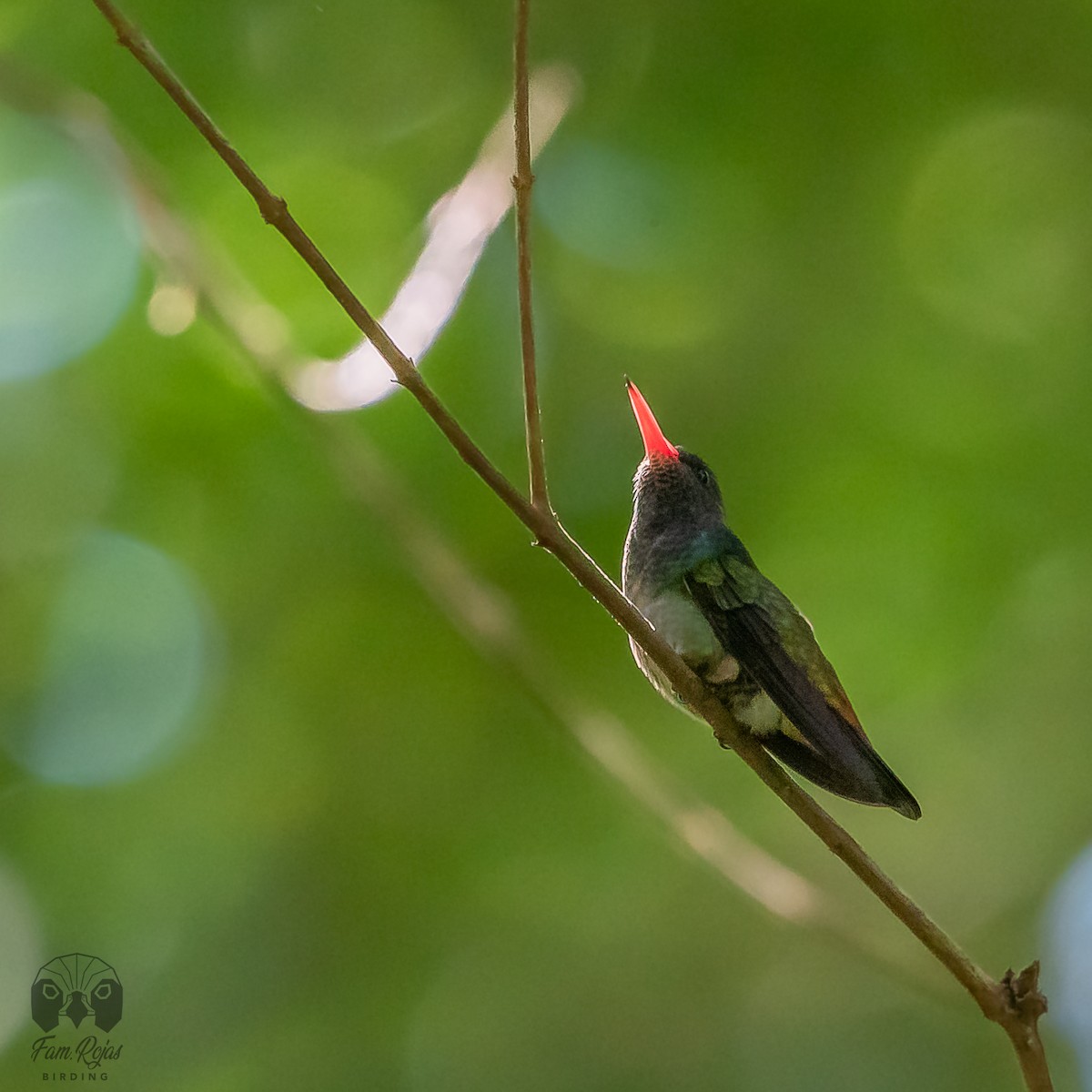Blue-throated Goldentail - ML620365661